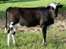 Unregistered calf